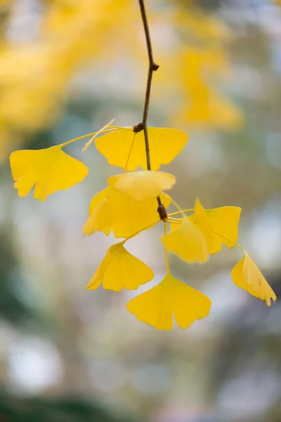 Ginkgo biloba dettagli — Foto Stock