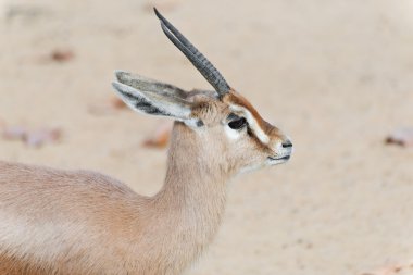 Ayrıntı dorcas ceylan