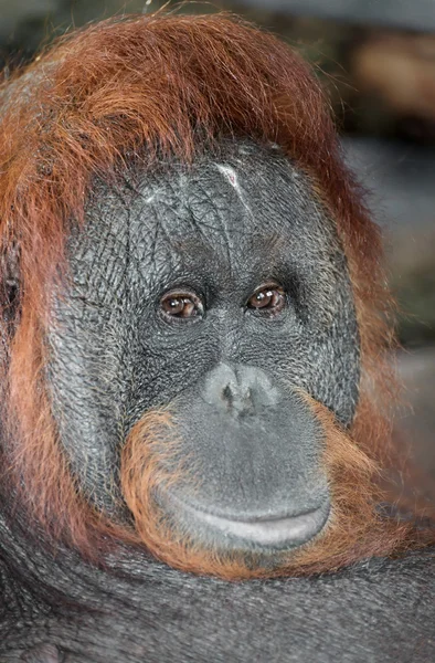 Retrato de un orangután — Foto de Stock