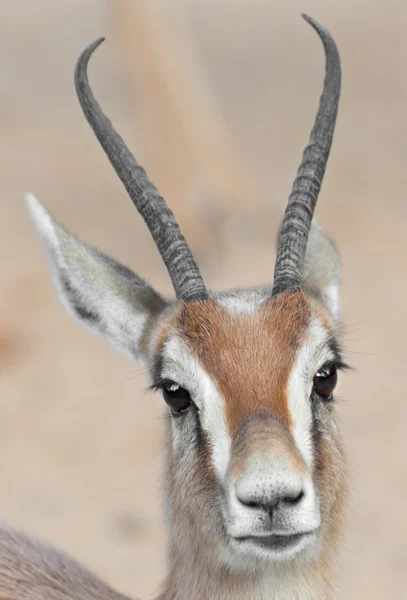 Detail dorcas gazelle — Stock Photo, Image