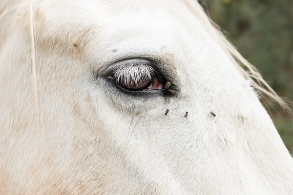 Vit häst detalj — Stockfoto