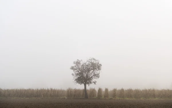 Albero del paesaggio nella nebbia — Foto Stock