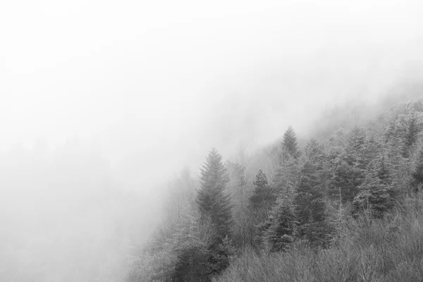 Detail bos met mist — Stockfoto