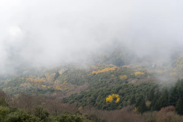 Floresta de detalhes com nevoeiro — Fotografia de Stock