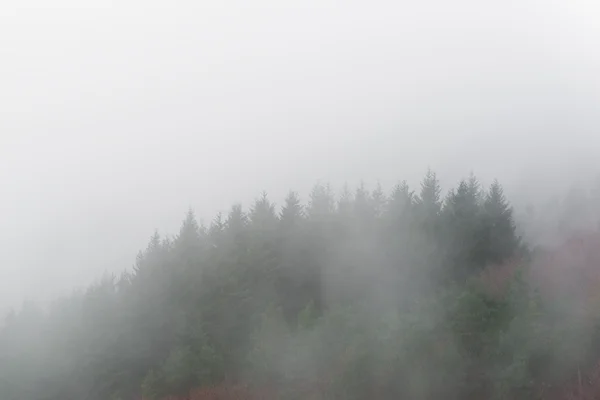 Dettaglio foresta con nebbia — Foto Stock