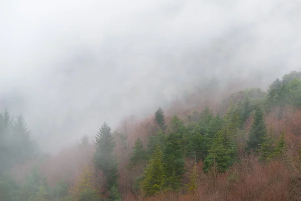 Detail bos met mist — Stockfoto