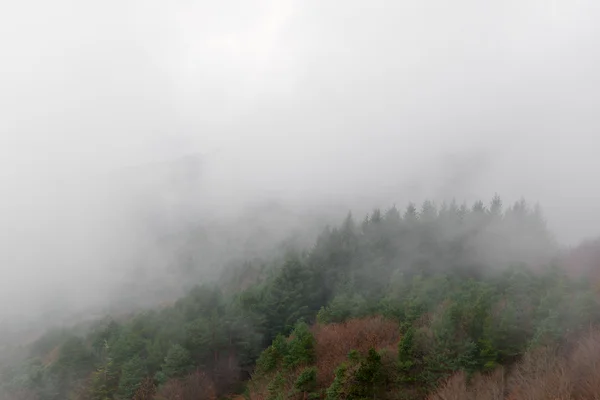 细节与雾的森林 — 图库照片