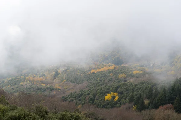 Детальный лес с туманом — стоковое фото