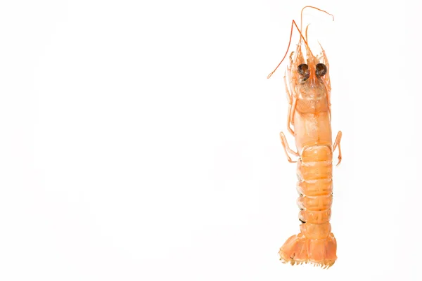 Nephrops norvegicus деталь — стокове фото