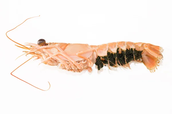 Nephrops norvegicus detail — Stockfoto