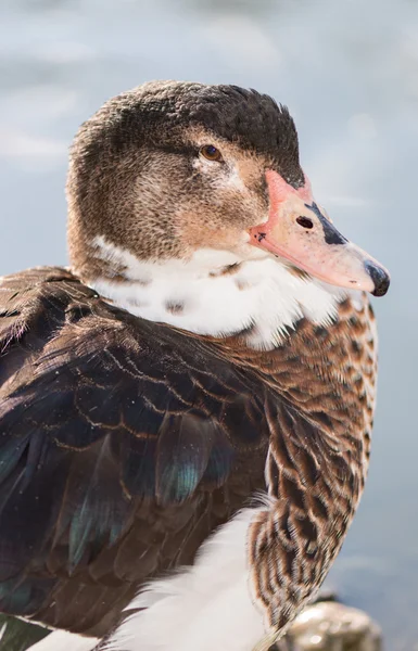 Pato-ganso híbrido — Fotografia de Stock