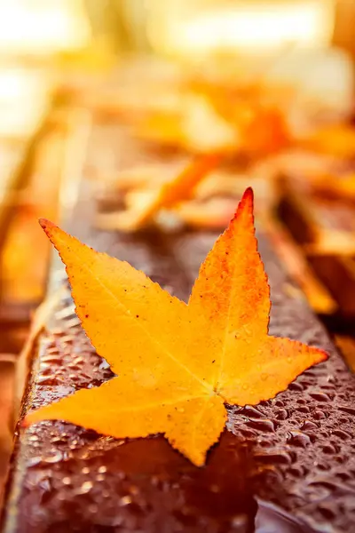 Autumn Maple Leaf Wet Rain Warmly Lit Sun Autumn Landscape — Stock Photo, Image