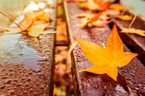 Autumn Maple Leaves Wet Rain Warmly Illuminated Sun Autumn Landscape — Stock Photo, Image