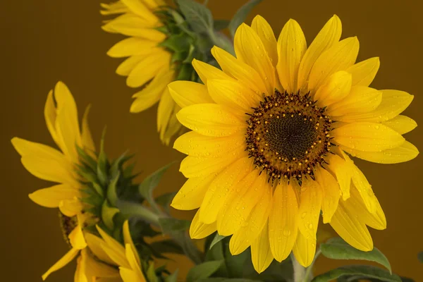 Hermosos girasoles — Foto de Stock