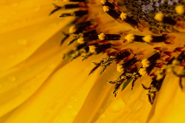 Close up to a yellow sunflower — Stock Photo, Image