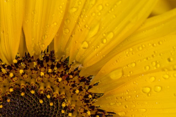 Close up to sunflower — Stock Photo, Image