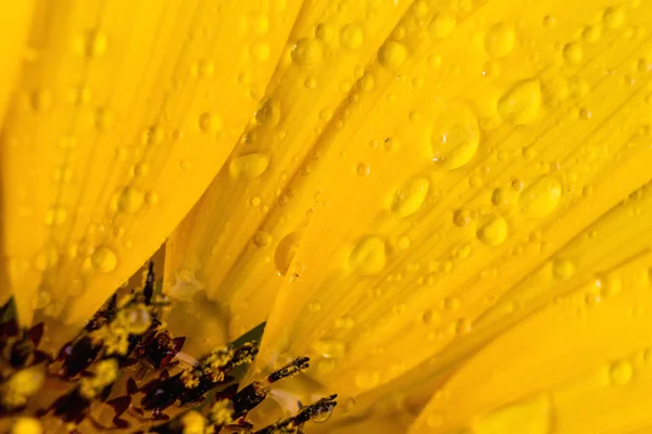 Close up to the petals of a sunflower — Stock Photo, Image