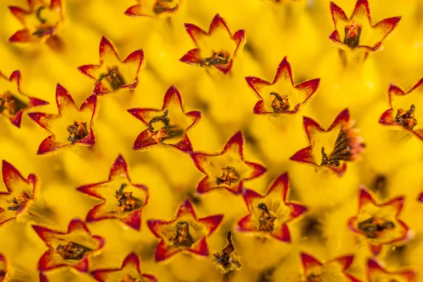 Hautnah auf die Blütennarben einer Sonnenblume — Stockfoto