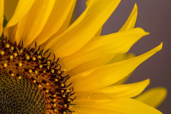 Schöne Sonnenblumen auf Lila Hintergrund — Stockfoto