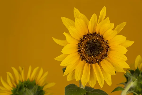 Gelbe Sonnenblume auf orange Hintergrund — Stockfoto