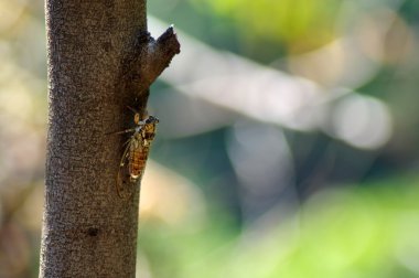 Cicada or Cicadidae on a tree clipart