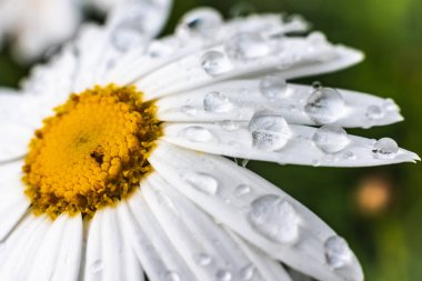 Güzel bir Daisy, Macro, Doğa 'ya Yağmur Damlaları