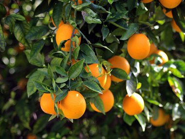 olgunlaşmış bir limon