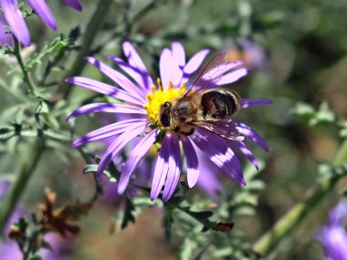 Narenciye meyve yansımalar