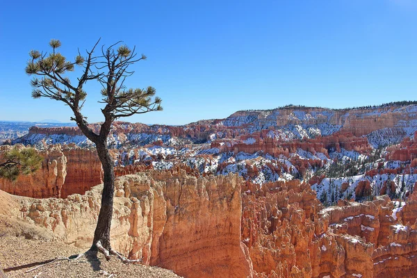 Arbre à Bryce Canyon — Photo