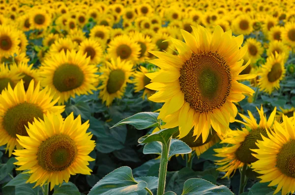 Zonnebloem veld — Stockfoto