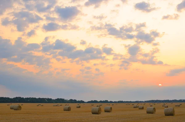 Скошеної пшенична сфера — стокове фото