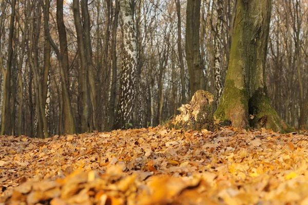 Herfst in het bos — Stockfoto