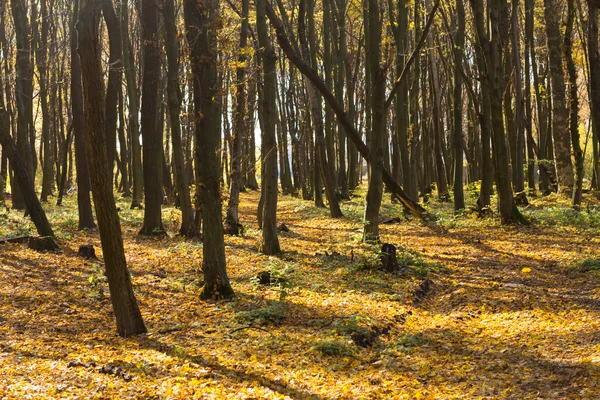 Осінь у лісі — стокове фото