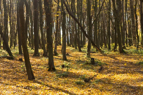 Осень в лесу — стоковое фото