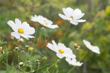 Bahçedeki çiçekler