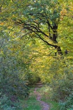 sonbahar orman manzarası