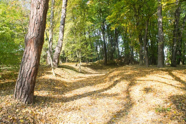 Autunno paesaggio forestale — Foto Stock