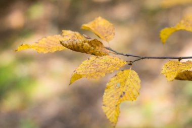 sonbahar yaprakları arka plan