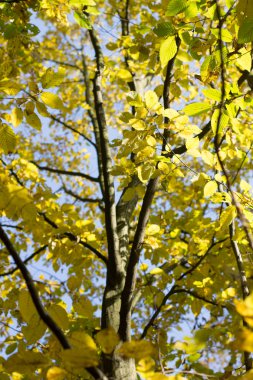 ağaç dalları üzerinde sonbahar yaprakları