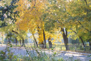 Sonbahar parkı manzarası