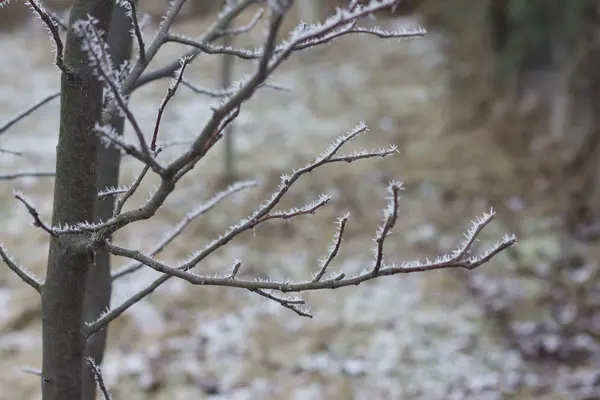 Frozen leaves — Stock Photo, Image