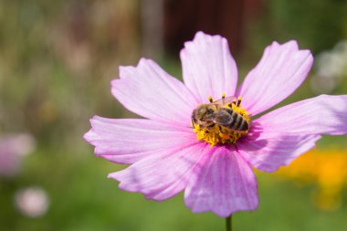 Renkli yaz çiçek bahçesinde