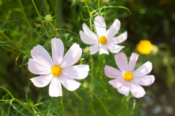 Flowers in garden — Stock Photo, Image