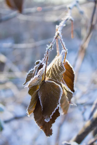 Foglia congelata su sfondo blu inverno — Foto Stock