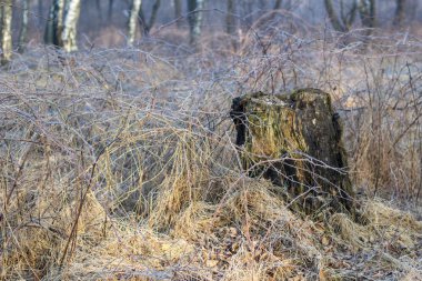 Donmuş bitkiler erken bahar