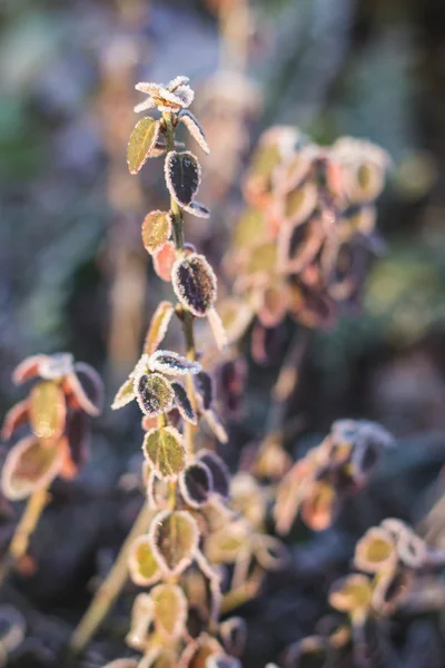 早春の冷凍植物 — ストック写真