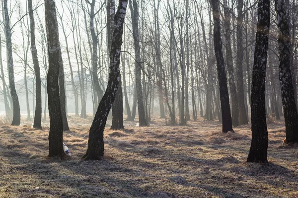 Vorfrühling Waldlandschaft — Stockfoto