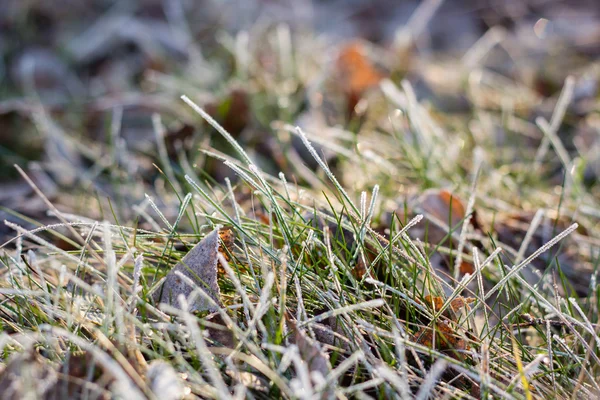 Frozen plants of early spring — Stock Photo, Image