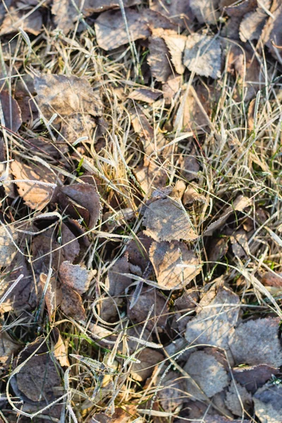 Gefrorene Pflanzen im Vorfrühling — Stockfoto