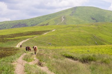 Yeşil dağlar ve mavi bulutlu gökyüzü